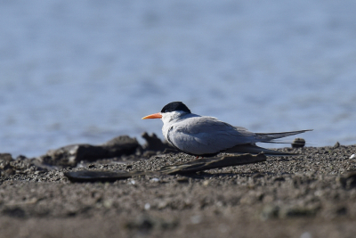 <i class='fa fa-user'></i> Gerard Visser |   Zwartbuikstern  <i class='fa fa-eye'> 110</i>   <i class='fa fa-comment-o'> 2</i>