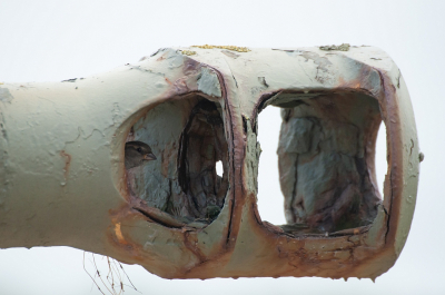 <i class='fa fa-user'></i> P.Teune |   Huismus  <i class='fa fa-eye'> 420</i>  <i class='fa fa-thumbs-up'> 14</i>   <i class='fa fa-comment-o'> 10</i>