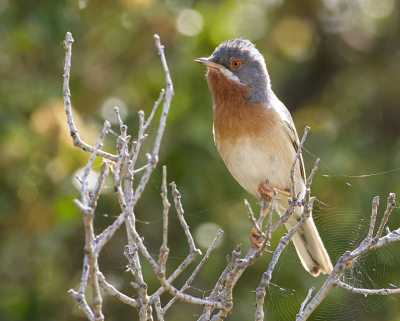 <i class='fa fa-user'></i> Leo Tukker |   Balkanbaardgrasmus  <i class='fa fa-eye'> 166</i>  <i class='fa fa-thumbs-up'> 4</i>   <i class='fa fa-comment-o'> 4</i>