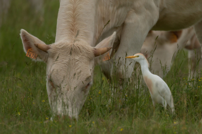 Reiger doet in deze foto zijn/haar naam alle eer aan. Vind ik een heel leuke soort. Ik zag er een tiental rondom deze koeien.