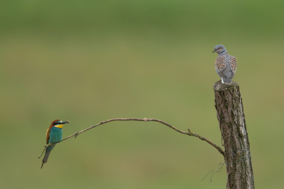 Twee over heerlijk soorten op dezelfde foto was me nog nooit gelukt. Toen ik bijeneters aan het fotograferen was, vond ik het leuk dat een zomertortel hier enkele seconden kwam meewerken en stelde daarom snel even scherp op de tortel en wou het resultaat.hiervan met jullie delen.