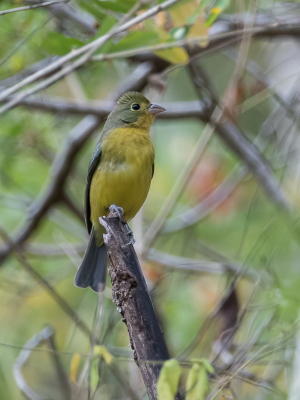 <i class='fa fa-user'></i> Paul van Giersbergen |   Regenbooggors  <i class='fa fa-eye'> 96</i>   <i class='fa fa-comment-o'> 2</i>
