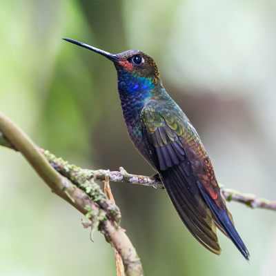 <i class='fa fa-user'></i> charlysax |   Witstaartbergnimf  <i class='fa fa-eye'> 116</i>  <i class='fa fa-thumbs-up'> 1</i>   <i class='fa fa-comment-o'> 3</i>