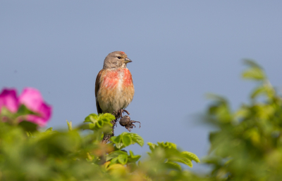 Als "wandelende fotograaf" heb je veel geluk nodig dat je een apart soortje tegenkomt. En dan moet je ook nog geluk hebben dat ie blijft zitten, want bijna altijd is de Duitse Herder me voor en is de vogel allang gevlogen als ik eraan kom. Dit keer had de Kneu lak aan de viervoeter en besloot nog even op de rozenbottel te blijven zitten. Jippie!