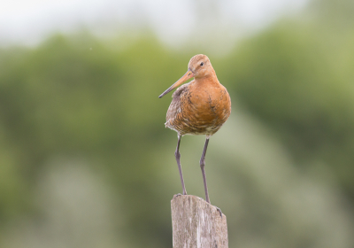 Als "wandelende fotograaf" heb je veel geluk nodig dat een vogel blijft zitten, want bijna altijd is de Duitse Herder me voor en is de vogel allang gevlogen als ik eraan kom. De Grutto had lak aan de viervoeter en besloot nog even op het paaltje te blijven zitten.