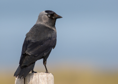 Als "wandelende fotograaf" heb je veel geluk nodig dat een vogel blijft zitten waar je zit, want bijna altijd is de Duitse Herder me voor en is de vogel allang gevlogen als ik eraan kom. De Kauw had lak aan de viervoeter en besloot nog even op de paal te blijven zitten.