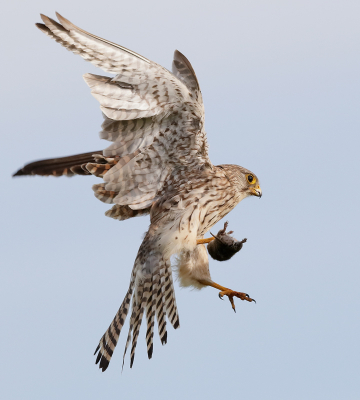 <i class='fa fa-user'></i> Ben Reitsma |   Torenvalk  <i class='fa fa-eye'> 296</i>  <i class='fa fa-thumbs-up'> 5</i>   <i class='fa fa-comment-o'> 8</i>