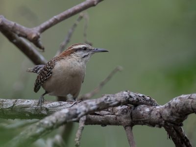 <i class='fa fa-user'></i> Paul van Giersbergen |   Sclaters Winterkoning  <i class='fa fa-eye'> 131</i>   <i class='fa fa-comment-o'> 2</i>