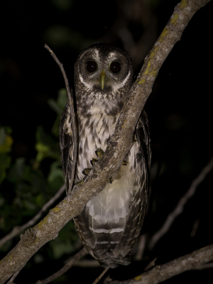 <i class='fa fa-user'></i> Paul van Giersbergen |   Bonte Bosuil  <i class='fa fa-eye'> 138</i>   <i class='fa fa-comment-o'> 2</i>