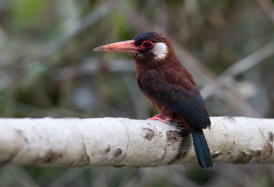 <i class='fa fa-user'></i> charlysax |   Kortstaartglansvogel  <i class='fa fa-eye'> 143</i>  <i class='fa fa-thumbs-up'> 5</i>   <i class='fa fa-comment-o'> 3</i>