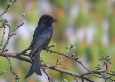 <i class='fa fa-user'></i> sieb |   Treurdrongo  <i class='fa fa-eye'> 155</i>  <i class='fa fa-thumbs-up'> 4</i>   <i class='fa fa-comment-o'> 7</i>