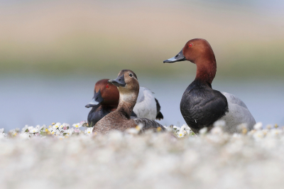 <i class='fa fa-user'></i> Ben Reitsma |   Tafeleend  <i class='fa fa-eye'> 256</i>  <i class='fa fa-thumbs-up'> 3</i>   <i class='fa fa-comment-o'> 3</i>