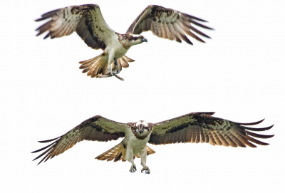 De visarenden kwamen rond april weer terug naar de Biesbosch om te nestelen. Helaas was een paar maanden daarvoor hun vaste nestboom omgewaaid dus moesten ze op zoek naar een nieuwe locatie. Dit betekent dat ze ook opnieuw hun territorium gaan afbakenen middels het construeren van verschillende locaties met takken op de meest gekke plaatsen voordat ze hun feitelijke nest gaan construeren. Gelukkig was een locatie naast de weg en dus ideaal om te fotograferen. Deze foto vond ik het meest bijzonder omdat zowel het mannetje als het vrouwtje tegelijkertijd op de foto staan. Je kunt goed het verschil zien tussen het kleine bekende mannetje met een ring om beide poten aan de bovenzijde en het enorme vrouwtje zonder ringen aan de onderzijde. Daarnaast keken ze allebei op dit moment de juiste richting uit.