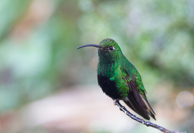 <i class='fa fa-user'></i> charlysax |   Draadvleugelkolibrie  <i class='fa fa-eye'> 119</i>  <i class='fa fa-thumbs-up'> 1</i>   <i class='fa fa-comment-o'> 2</i>