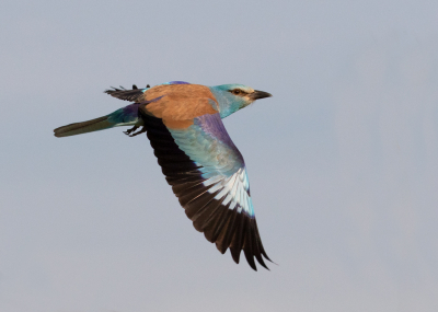 <i class='fa fa-user'></i> Marie-Jos Boon |   Scharrelaar  <i class='fa fa-eye'> 348</i>  <i class='fa fa-thumbs-up'> 16</i>   <i class='fa fa-comment-o'> 9</i>