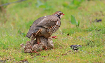 <i class='fa fa-user'></i> Eugne van de Leur |   Rode Patrijs  <i class='fa fa-eye'> 353</i>  <i class='fa fa-thumbs-up'> 1</i>   <i class='fa fa-comment-o'> 8</i>