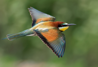 Flight Study of the European Bee-eater / C-AF Performance evaluation