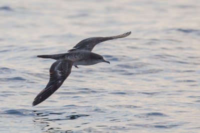 <i class='fa fa-user'></i> Paul van Giersbergen |   Wigstaartpijlstormvogel  <i class='fa fa-eye'> 130</i>   <i class='fa fa-comment-o'> 1</i>