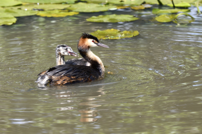 Rondje Reeuwijkse Plas gelopen. Het blijft fascineren de zorg voor het kind in de natuur.