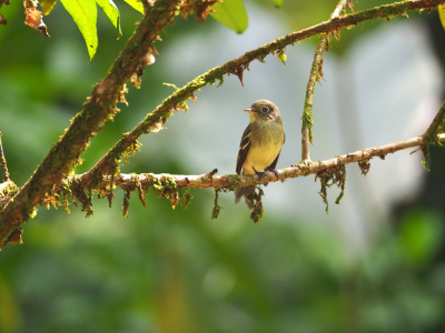 <i class='fa fa-user'></i> guido mwm |   Berkenfeetiran  <i class='fa fa-eye'> 139</i>   <i class='fa fa-comment-o'> 6</i>