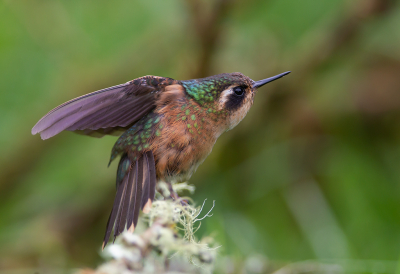 <i class='fa fa-user'></i> charlysax |   Zwartoorkolibrie  <i class='fa fa-eye'> 122</i>  <i class='fa fa-thumbs-up'> 3</i>   <i class='fa fa-comment-o'> 6</i>