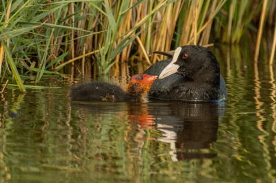 De nieuwe generatie Meerkoet in de dijksloot in de Terschellinger polder ter hoogte van Formerum en de Formerummer Wiel. Een heldere dag, niet echt zonnig maar wel licht. Het bedelende kuiken vind ik wel aandoenlijk.