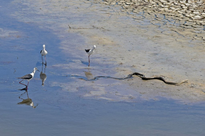 <i class='fa fa-user'></i> kooyammers |   Steltkluut  <i class='fa fa-eye'> 433</i>  <i class='fa fa-thumbs-up'> 7</i>   <i class='fa fa-comment-o'> 14</i>