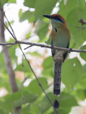 <i class='fa fa-user'></i> Paul van Giersbergen |   Bruinkapmotmot  <i class='fa fa-eye'> 121</i>  <i class='fa fa-thumbs-up'> 3</i>   <i class='fa fa-comment-o'> 4</i>