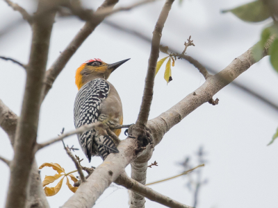 <i class='fa fa-user'></i> Paul van Giersbergen |   Goudwangspecht  <i class='fa fa-eye'> 132</i>  <i class='fa fa-thumbs-up'> 1</i>   <i class='fa fa-comment-o'> 5</i>