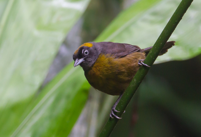 <i class='fa fa-user'></i> charlysax |   Roetmaskertangare  <i class='fa fa-eye'> 118</i>  <i class='fa fa-thumbs-up'> 4</i>   <i class='fa fa-comment-o'> 4</i>