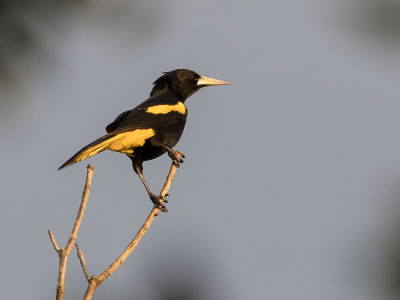 <i class='fa fa-user'></i> Paul van Giersbergen |   Geelvleugelbuidelspreeuw  <i class='fa fa-eye'> 134</i>   <i class='fa fa-comment-o'> 1</i>