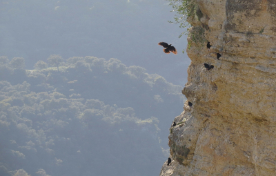 <i class='fa fa-user'></i> sieb |   Alpenkraai  <i class='fa fa-eye'> 575</i>  <i class='fa fa-thumbs-up'> 11</i>   <i class='fa fa-comment-o'> 9</i>