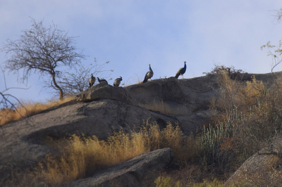 <i class='fa fa-user'></i> Gerard Visser |   Blauwe Pauw  <i class='fa fa-eye'> 198</i>  <i class='fa fa-thumbs-up'> 4</i>   <i class='fa fa-comment-o'> 6</i>