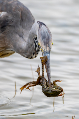 Hij liep al een tijdje rond te scharrelen toen hij opeens rechtsomkeer maakte en deze kikker greep. Op zich al een geinig moment (voor de reiger dan) maar toen ik later thuis nog eens beter keek leek het net een kikker met vijf poten!
Het bleek iets anders in elkaar te zitten...