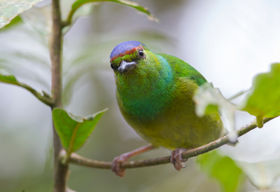 <i class='fa fa-user'></i> charlysax |   Zwartbrauworganist  <i class='fa fa-eye'> 131</i>  <i class='fa fa-thumbs-up'> 3</i>   <i class='fa fa-comment-o'> 3</i>