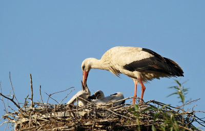 Ik ben vanavond even weer naar het nest geweest.
Wat groeien die jongen toch snel.
Wou net weg gaan toen kwam de tweede er ook bij.
Ga nu een foto plaatsen van het voeren.

Groetjes Jet