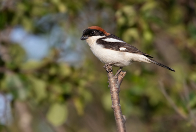 <i class='fa fa-user'></i> Celly |   Roodkopklauwier  <i class='fa fa-eye'> 315</i>  <i class='fa fa-thumbs-up'> 3</i>   <i class='fa fa-comment-o'> 5</i>