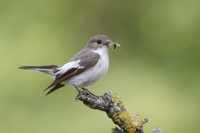 <i class='fa fa-user'></i> Gejo Wassink |   Bonte Vliegenvanger  <i class='fa fa-eye'> 280</i>  <i class='fa fa-thumbs-up'> 11</i>   <i class='fa fa-comment-o'> 12</i>