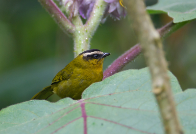 <i class='fa fa-user'></i> charlysax |   Zwartkruinhemispingus  <i class='fa fa-eye'> 105</i>  <i class='fa fa-thumbs-up'> 1</i>   <i class='fa fa-comment-o'> 0</i>