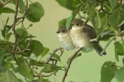 <i class='fa fa-user'></i> anevanrees |   Grasmus  <i class='fa fa-eye'> 219</i>  <i class='fa fa-thumbs-up'> 8</i>   <i class='fa fa-comment-o'> 7</i>