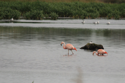 Vanaf de camping een eindje gefietst naar een natuurgebiedje, waar we in de verte iets rozigs zagen en erg verrukt waren. Bij de 2e observatieplek bleken er veel meer flamingo's te zijn die je prima met het blote oog kon zien. Daar de meeste foto's gemaakt, waarvan deze me wel aansprak.