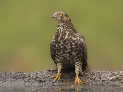 <i class='fa fa-user'></i> Robert Westerhof |   Wespendief  <i class='fa fa-eye'> 566</i>  <i class='fa fa-thumbs-up'> 22</i>   <i class='fa fa-comment-o'> 21</i>