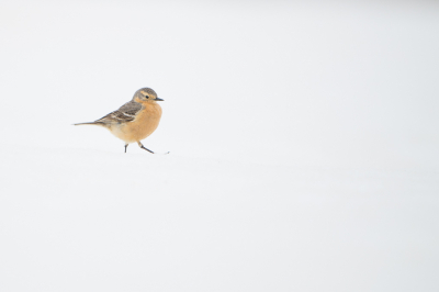 <i class='fa fa-user'></i> Hans Overduin |   Pacifische Waterpieper  <i class='fa fa-eye'> 234</i>   <i class='fa fa-comment-o'> 5</i>