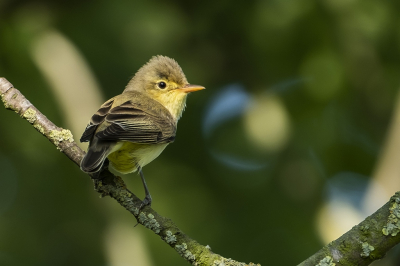 <i class='fa fa-user'></i> Hilda |   Spotvogel  <i class='fa fa-eye'> 282</i>  <i class='fa fa-thumbs-up'> 2</i>   <i class='fa fa-comment-o'> 4</i>