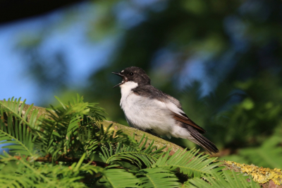 Heel blij met deze bonte vv in onze tuin, helaas nog steeds geen vrouwjte...