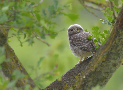 <i class='fa fa-user'></i> Ido |   Steenuil  <i class='fa fa-eye'> 247</i>  <i class='fa fa-thumbs-up'> 6</i>   <i class='fa fa-comment-o'> 7</i>