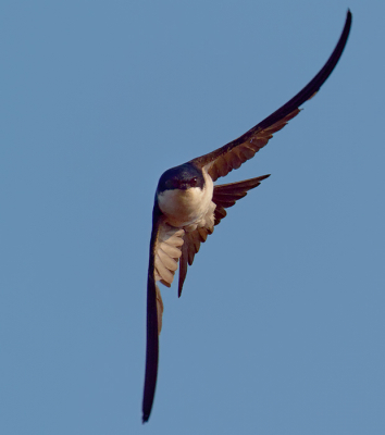 The right bird for testing E-M1X continuous  autofocus performance ;-)