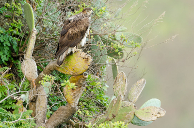 <i class='fa fa-user'></i> manu |   Havikarend  <i class='fa fa-eye'> 335</i>  <i class='fa fa-thumbs-up'> 5</i>   <i class='fa fa-comment-o'> 5</i>