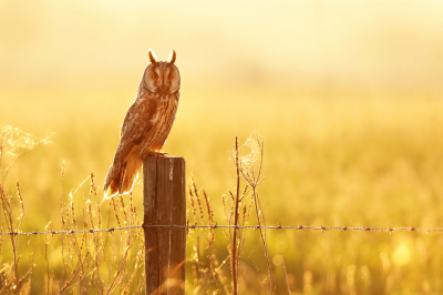 <i class='fa fa-user'></i> thijsglastra |   Ransuil  <i class='fa fa-eye'> 585</i>  <i class='fa fa-thumbs-up'> 32</i>   <i class='fa fa-comment-o'> 21</i>