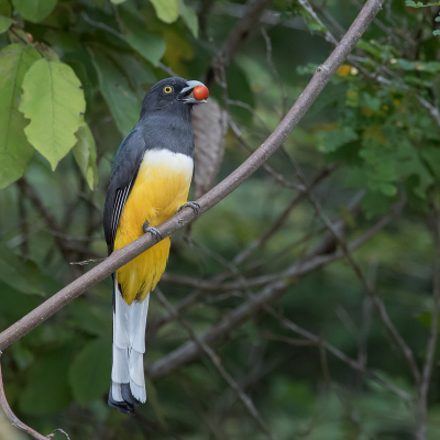 <i class='fa fa-user'></i> Paul van Giersbergen |   Grijskoptrogon  <i class='fa fa-eye'> 149</i>  <i class='fa fa-thumbs-up'> 5</i>   <i class='fa fa-comment-o'> 2</i>